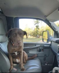 Reunited Male Dog last seen Off McBryde between Lane and Carlos, Linden, NC 28356