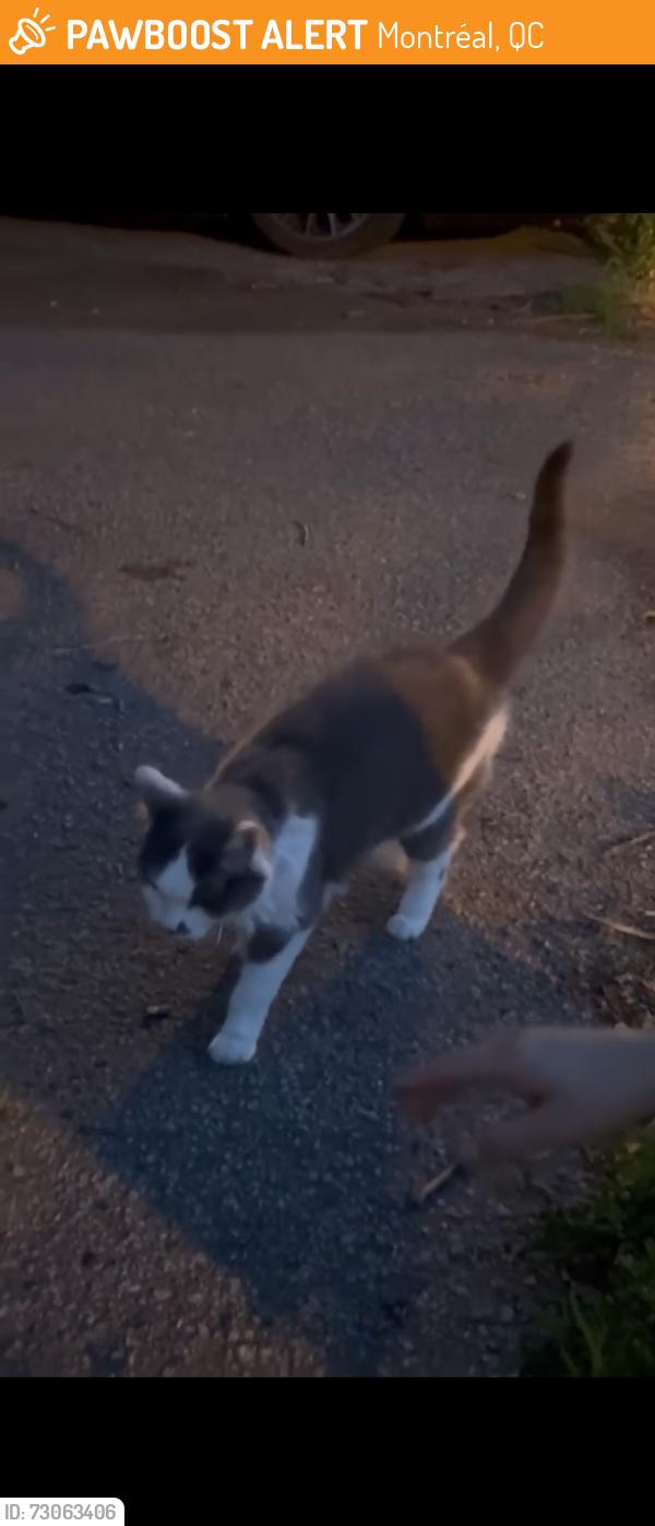 Found/Stray Unknown Cat last seen 4th avenue cross street under a parked trailer, Montréal, QC 