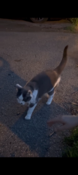 Found/Stray Unknown Cat last seen 4th avenue cross street under a parked trailer, Montréal, QC 