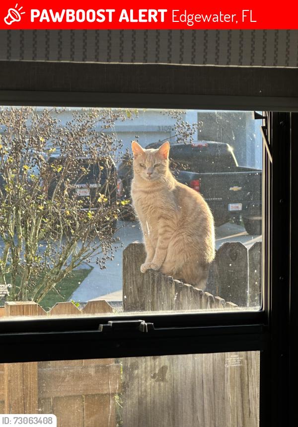 Lost Male Cat last seen Near Willow Oak, Edgewater, FL 32141