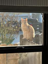 Lost Male Cat last seen Near Willow Oak, Edgewater, FL 32141