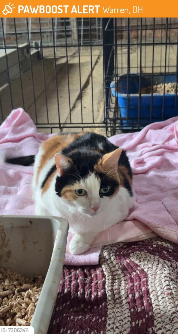 Found/Stray Female Cat last seen Champion Ave, Warren, OH 44483