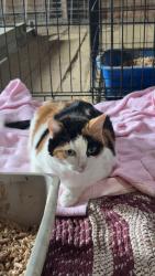 Found/Stray Female Cat last seen Champion Ave, Warren, OH 44483
