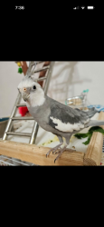 Lost Male Bird last seen Clove St and Addison, San Diego, CA 92106