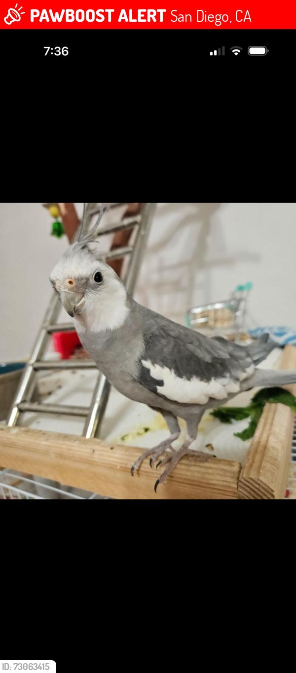 Lost Male Bird last seen Clove St and Addison, San Diego, CA 92106