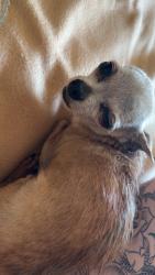 Found/Stray Female Dog last seen Ave J, Lancaster, CA 93534