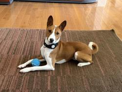 Lost Male Dog last seen Between Prairieview Rd and Rising Rd south of I-74, Mahomet, IL 61853