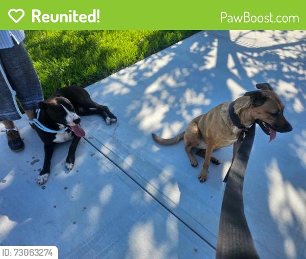 Reunited Male Dog last seen Yale and Calhoun , South Daytona, FL 32119