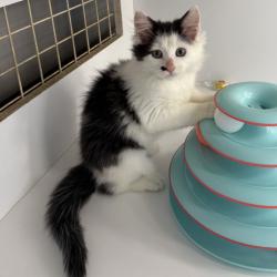 Shelter Stray Female Cat last seen , Animal Care & Control Team of Philly, 111 W Hunting Park Ave, Philadelphia, PA 19140, USA