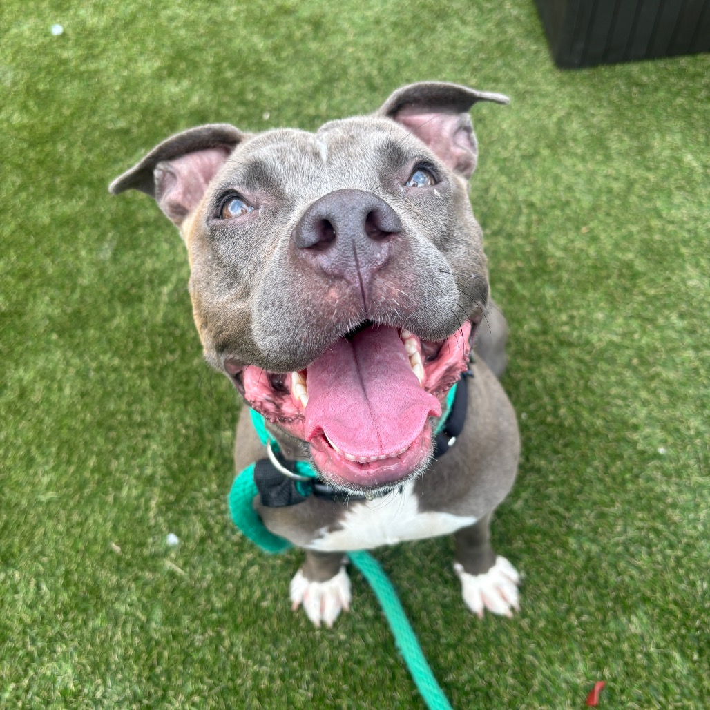 Shelter Stray Female Dog last seen , Animal Care & Control Team of Philly, 111 W Hunting Park Ave, Philadelphia, PA 19140, USA