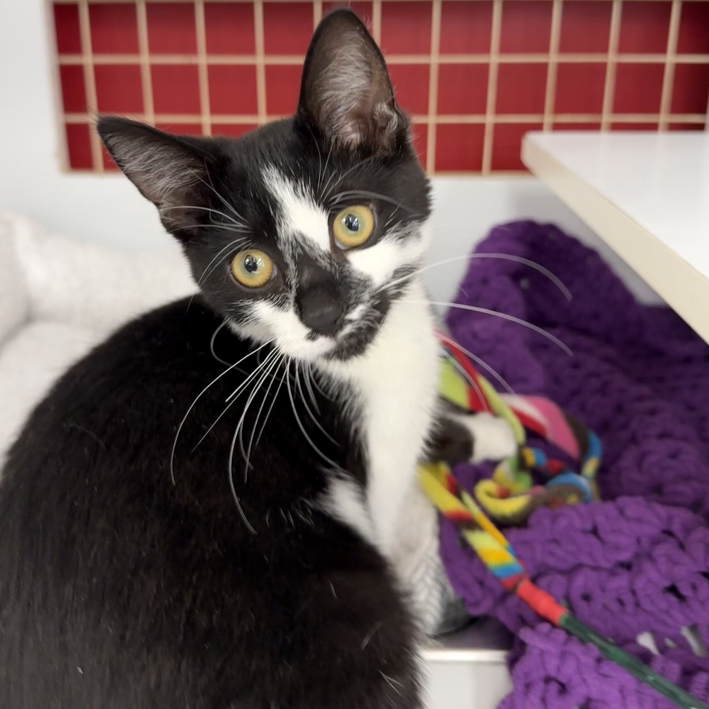 Shelter Stray Male Cat last seen , Animal Care & Control Team of Philly, 111 W Hunting Park Ave, Philadelphia, PA 19140, USA