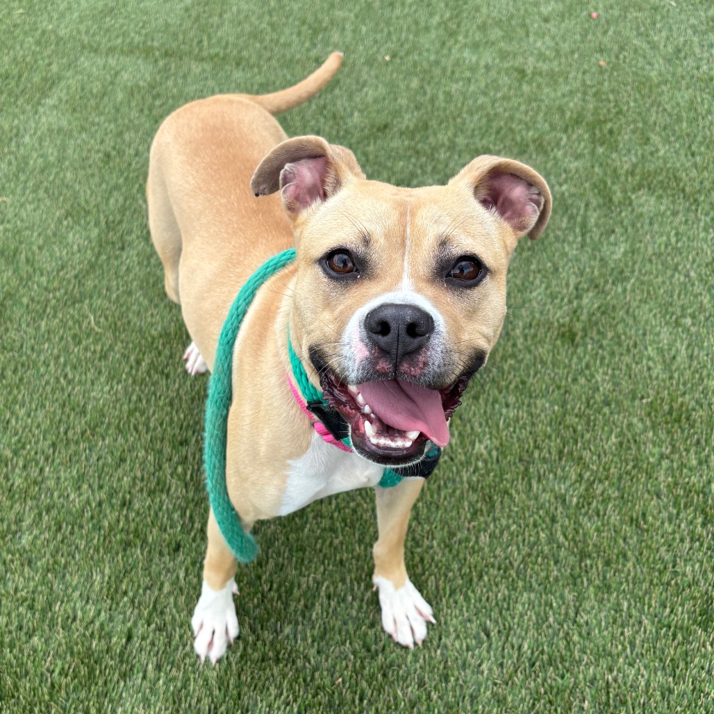 Shelter Stray Female Dog last seen , Animal Care & Control Team of Philly, 111 W Hunting Park Ave, Philadelphia, PA 19140, USA
