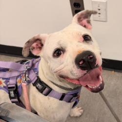 Shelter Stray Female Dog last seen , Animal Care & Control Team of Philly, 111 W Hunting Park Ave, Philadelphia, PA 19140, USA
