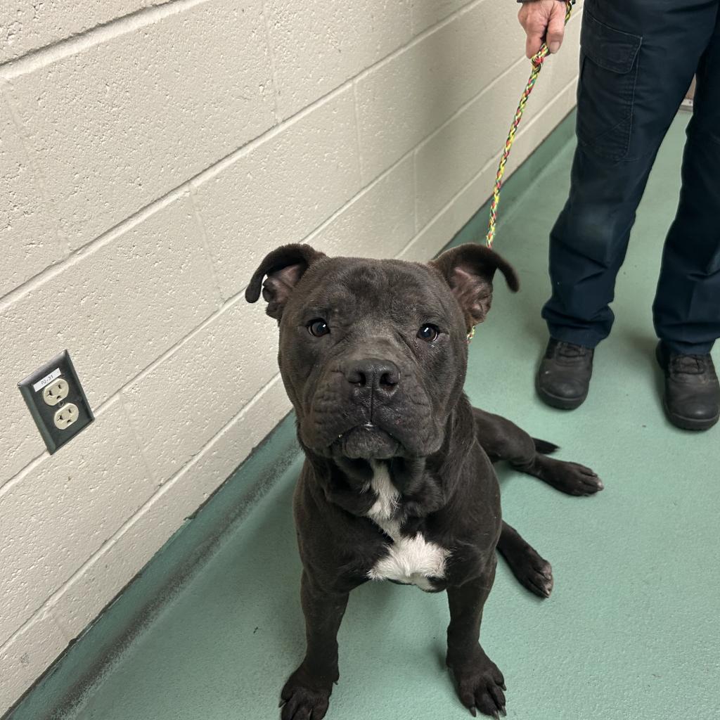 Shelter Stray Male Dog last seen , 2350 Appling City Cove, Memphis, TN 38133, USA
