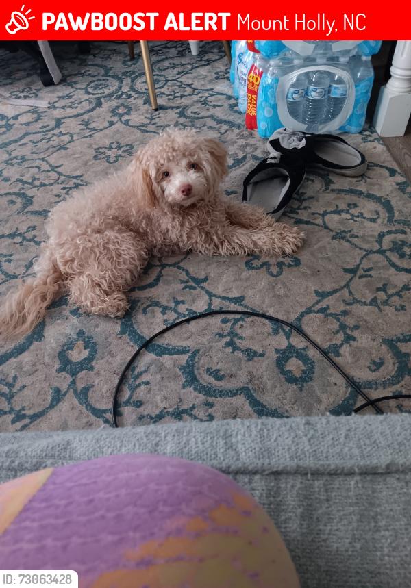 Lost Female Dog last seen Stroupe st., Mount Holly, NC 28120