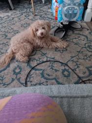 Lost Female Dog last seen Stroupe st., Mount Holly, NC 28120