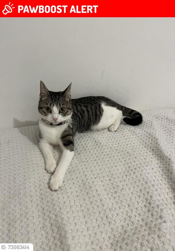 Lost Female Cat last seen Poplar grove road, , Greater London, England N11 3PD