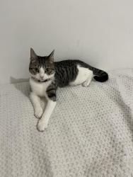 Lost Female Cat last seen Poplar grove road, , Greater London, England N11 3PD