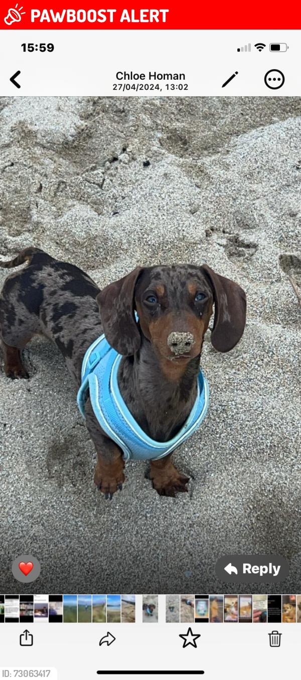 Lost Male Dog last seen Fox Hollies Lane, West Midlands, England B28 9QP