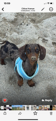 Lost Male Dog last seen Fox Hollies Lane, West Midlands, England B28 9QP