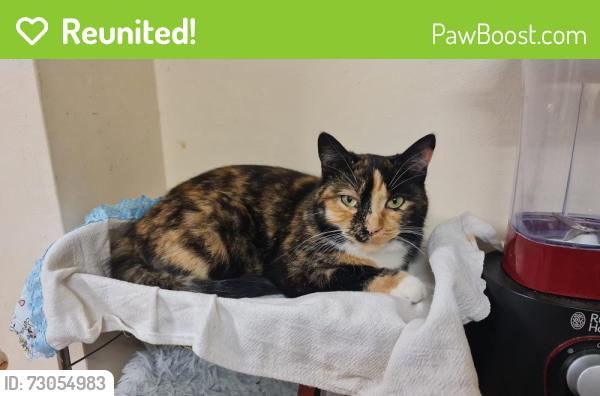 Reunited Female Cat last seen St George Park, Whitehall, England BS5 7BY