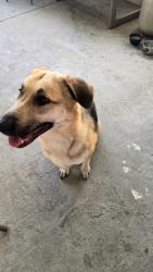 Found/Stray Unknown Dog last seen Near s Longmore Mesa Arizona, Mesa, AZ 85202