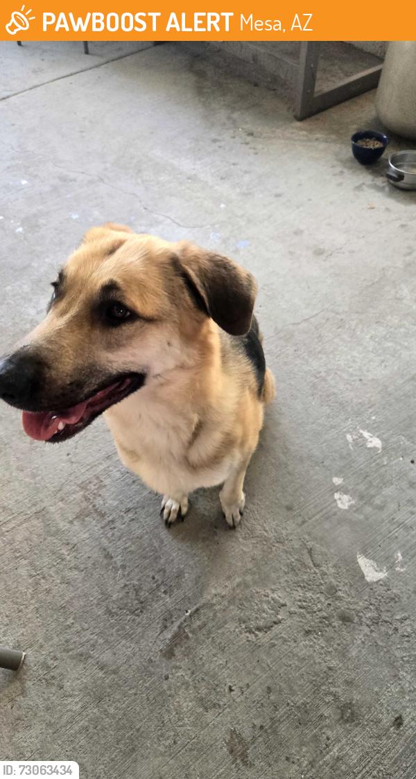 Found/Stray Unknown Dog last seen Near s Longmore Mesa Arizona, Mesa, AZ 85202
