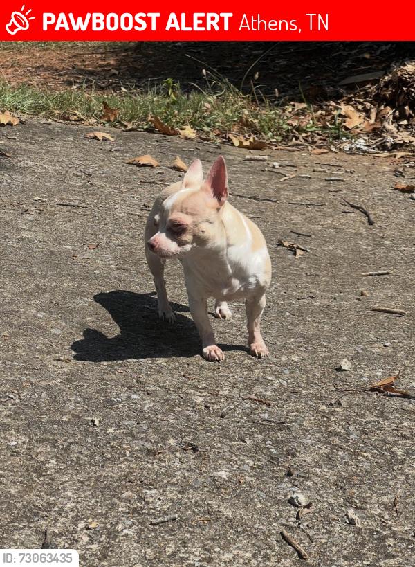 Lost Female Dog last seen Near Athens city primary school, Athens, TN 37303