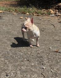 Lost Female Dog last seen Near Athens city primary school, Athens, TN 37303