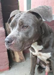 Found/Stray Male Dog last seen 37th and market, Louisville, KY 40203