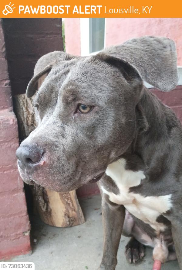 Found/Stray Male Dog last seen 37th and market, Louisville, KY 40203