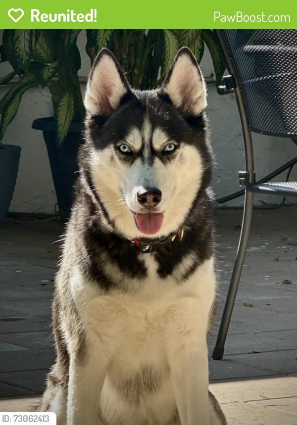 Reunited Female Dog last seen Palm beach central, , Wellington, FL 33467