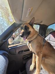 Reunited Female Dog last seen Ralph Rd and Fish Hatchery, Lakeland, FL 33801