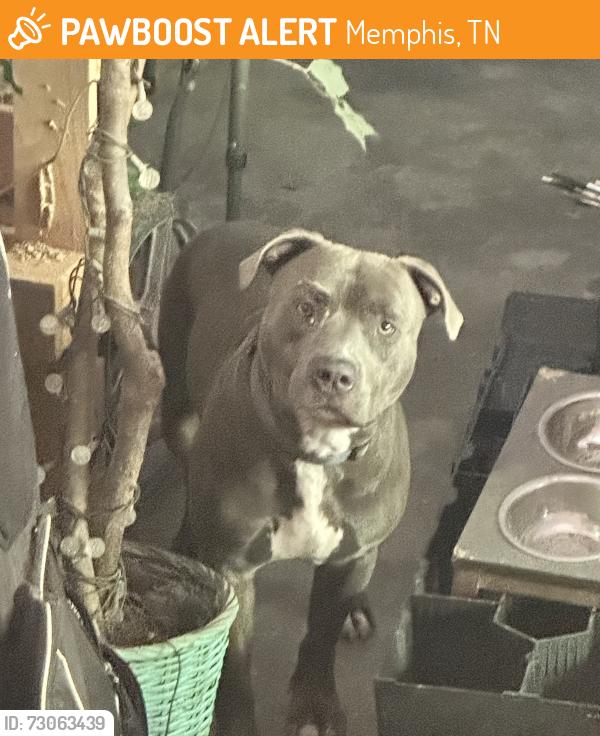 Found/Stray Male Dog last seen Crumpler, Memphis, TN 38141