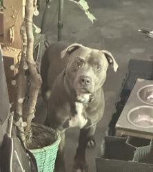 Found/Stray Male Dog last seen Crumpler, Memphis, TN 38141