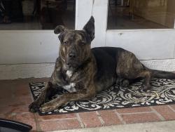 Reunited Male Dog last seen on the corner of El Segundo and Figueroa where the Metro PCS and Taqueria is!, Los Angeles, CA 90061