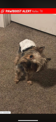 Lost Male Dog last seen Golden Triangle Blvd, Fort Worth, TX 76244