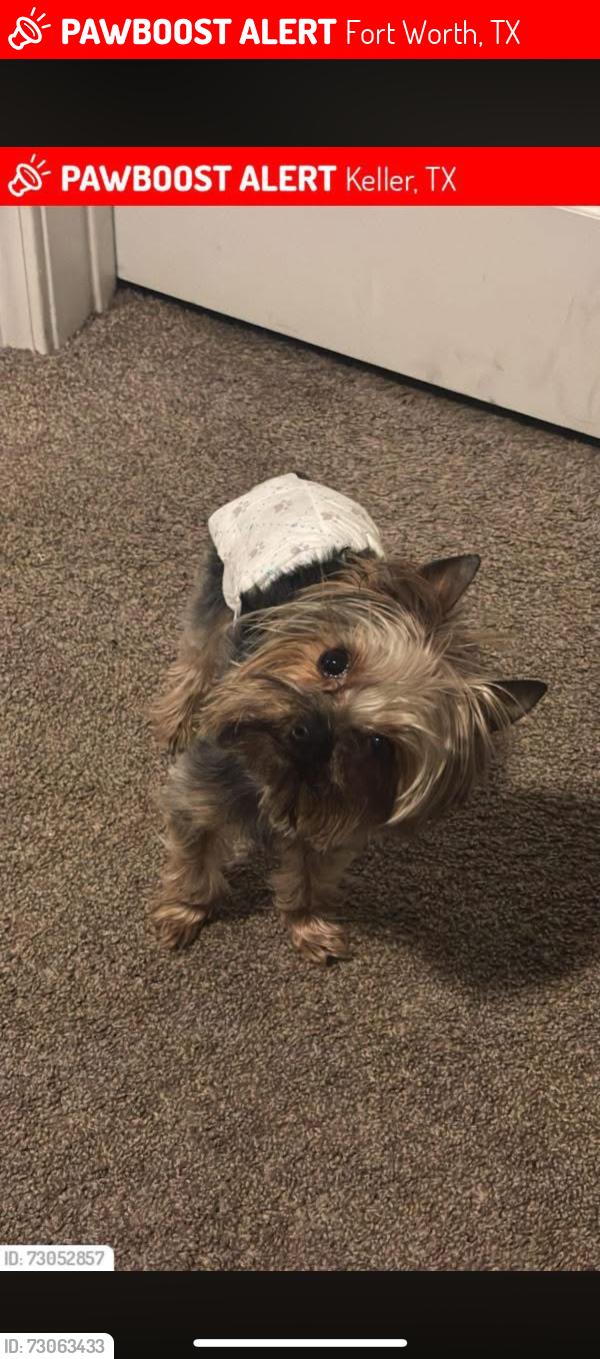 Lost Male Dog last seen Golden Triangle Blvd, Fort Worth, TX 76244