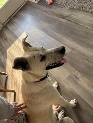 Found/Stray Male Dog last seen Near leyland Dr Anna, Anna, TX 75409
