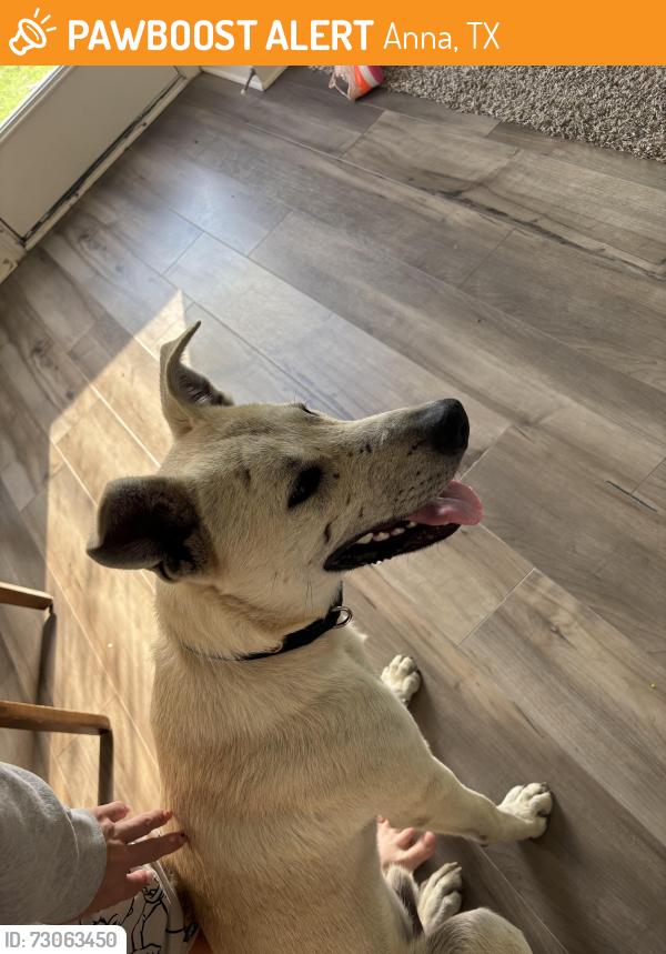 Found/Stray Male Dog last seen Near leyland Dr Anna, Anna, TX 75409