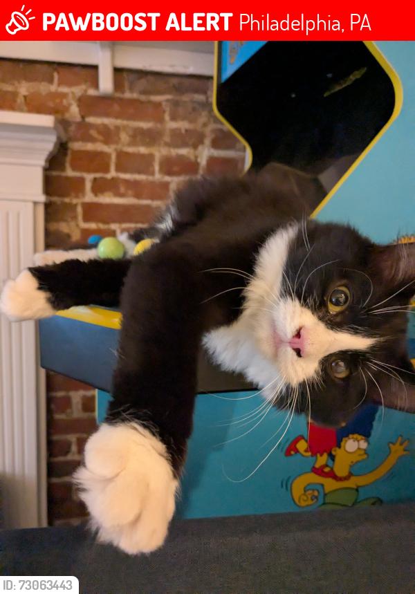 Lost Male Cat last seen 2nd and Kenilworth in Queen Village, Philadelphia, PA 19147