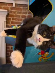 Lost Male Cat last seen 2nd and Kenilworth in Queen Village, Philadelphia, PA 19147