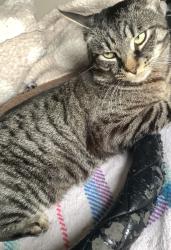 Lost Male Cat last seen Near manor farm road , Greater London, England HA0 1DD