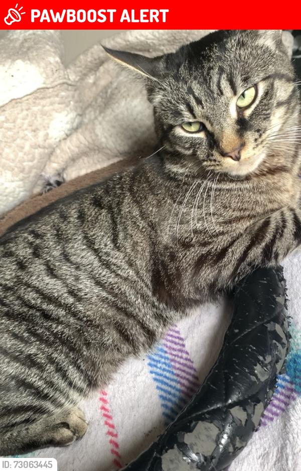 Lost Male Cat last seen Near manor farm road , Greater London, England HA0 1DD
