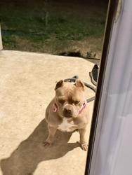Lost Female Dog last seen Wolf Point and Mountain Star, San Antonio, TX 78251
