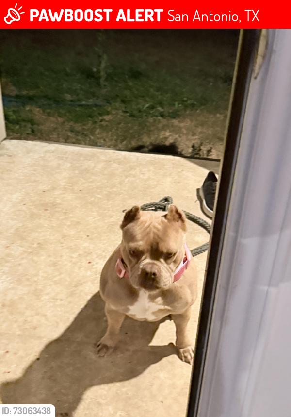 Lost Female Dog last seen Wolf Point and Mountain Star, San Antonio, TX 78251