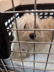 Found/Stray Male Dog last seen Hope mills rd, Parkton, NC 28371