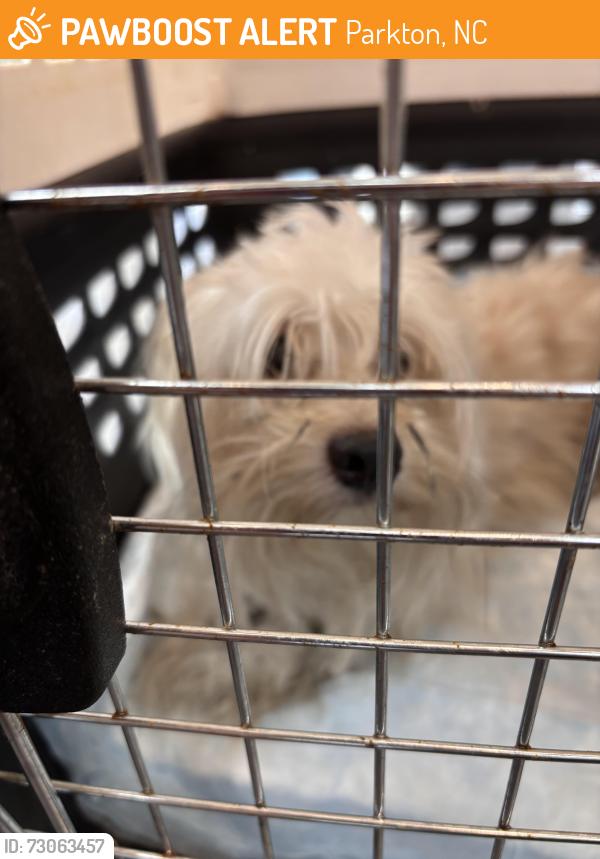Found/Stray Male Dog last seen Hope mills rd, Parkton, NC 28371