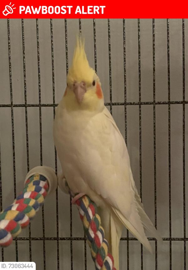 Lost Female Bird last seen Robbinsville town center, Robbinsville Township, NJ 08691