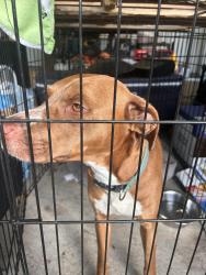 Found/Stray Female Dog last seen Central & Pine st., Summerville, SC 29483